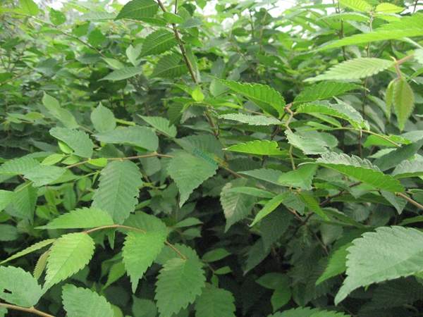 櫸樹(shù) 櫸樹(shù)