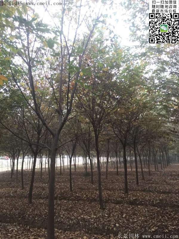 櫸樹前景 櫸樹前景