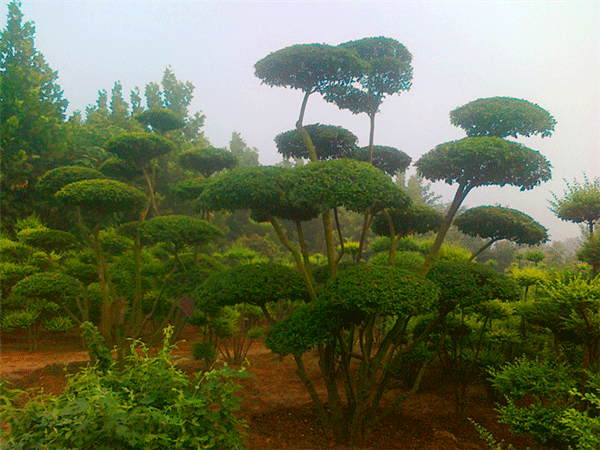 小葉女貞--長景園林 小葉女貞--長景園林