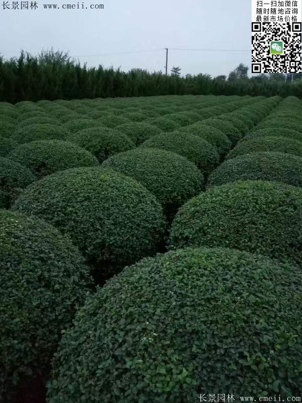 小葉女貞球--長景園林 小葉女貞球--長景園林