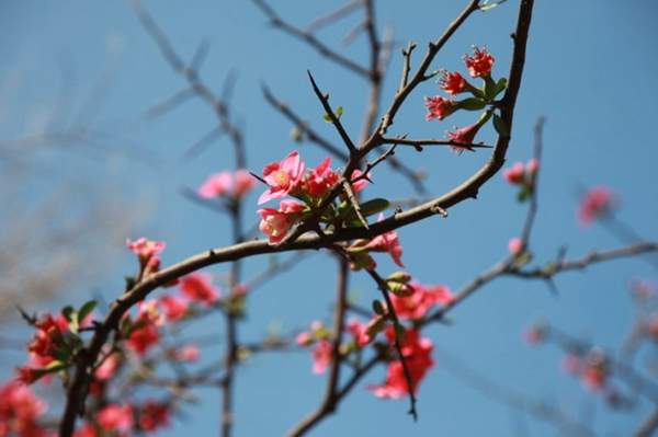 木瓜樹綠化、經濟價值 木瓜樹綠化、經濟價值