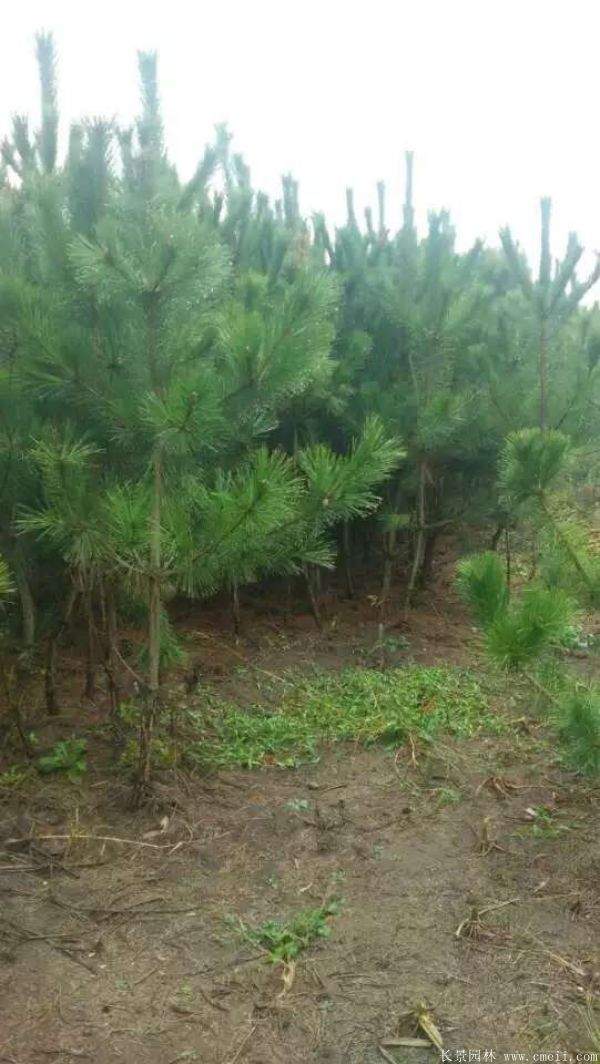 沭陽(yáng)黑松基地 沭陽(yáng)黑松基地