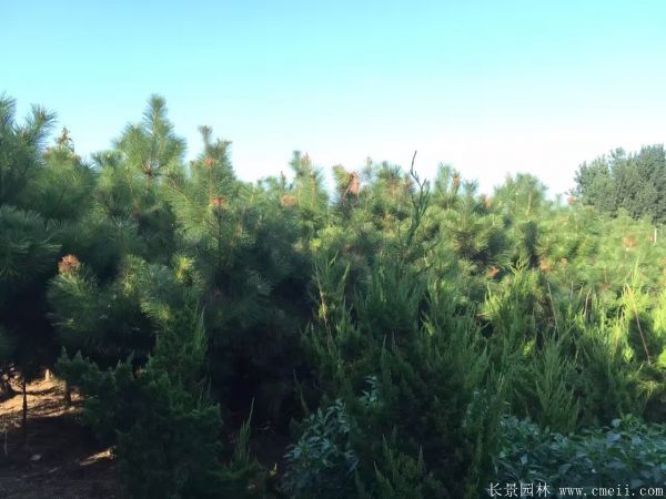 2016沭陽黑松樹的規格