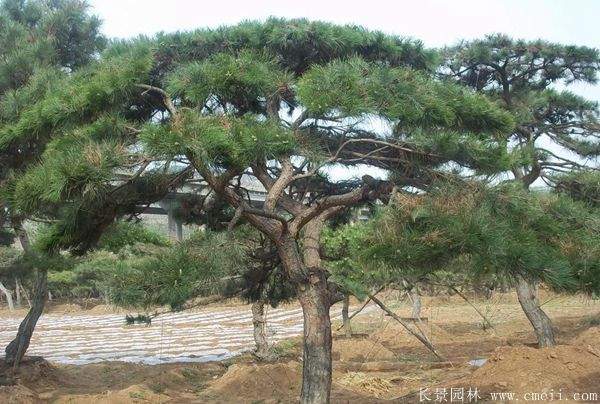 沭陽(yáng)黑松造型 沭陽(yáng)黑松造型