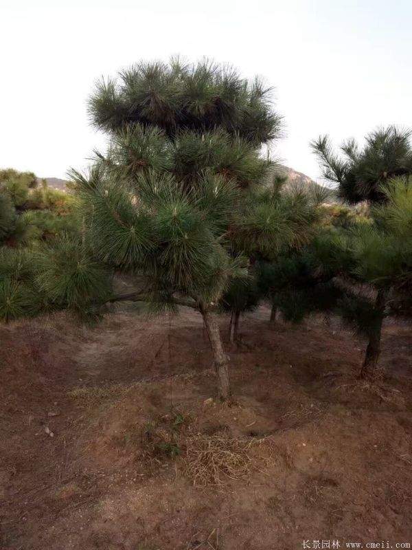 沭陽黑松的優勢 沭陽黑松的優勢