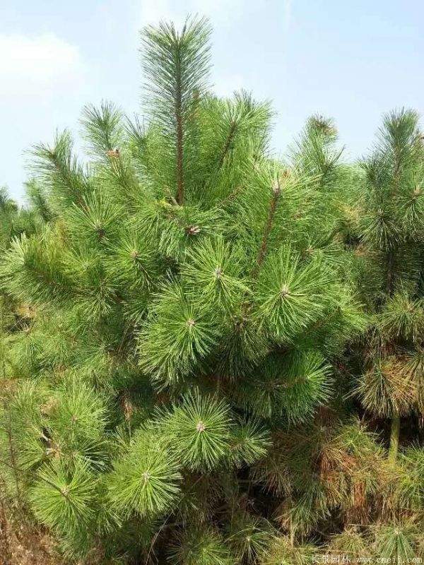 沭陽黑松的優勢 沭陽黑松的優勢