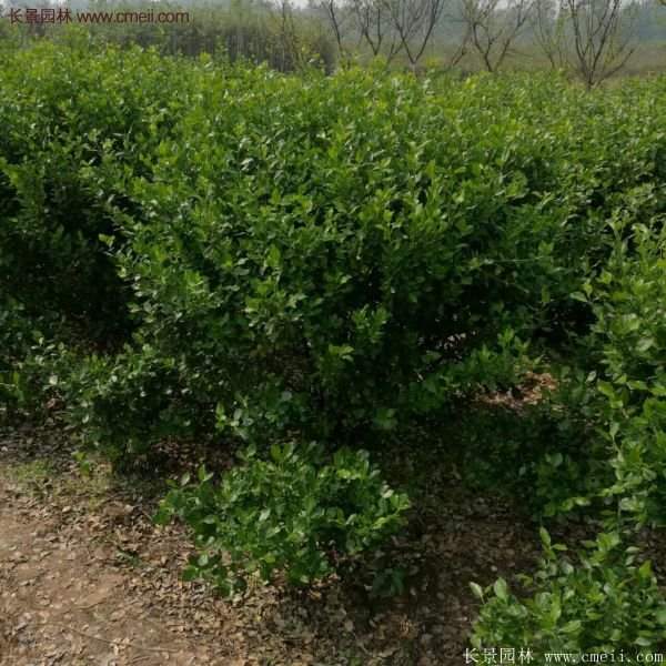 沭陽衛矛球 沭陽衛矛球