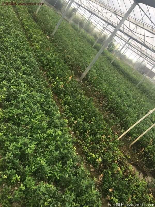 沭陽衛矛球 沭陽衛矛球