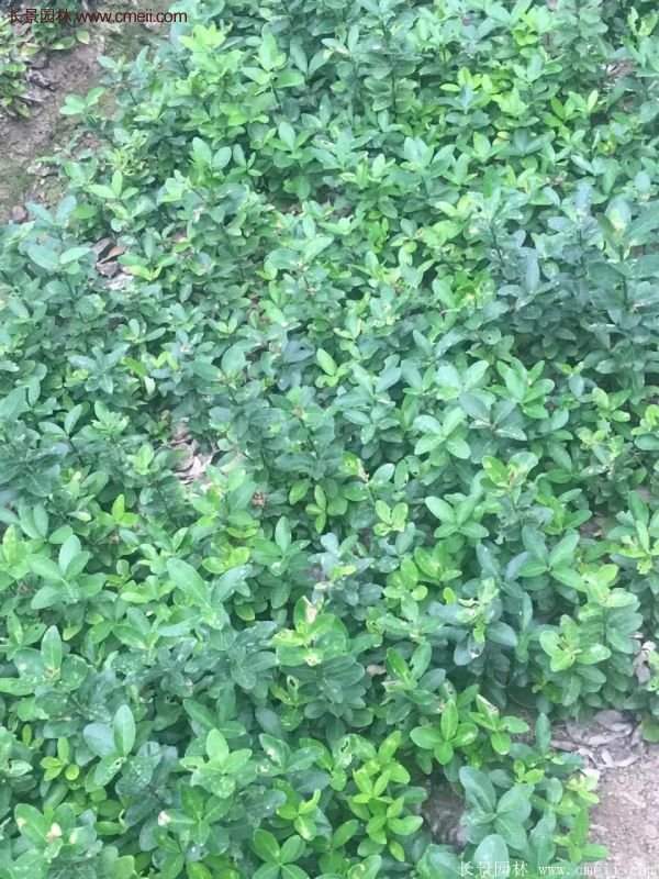 沭陽衛矛球 沭陽衛矛球