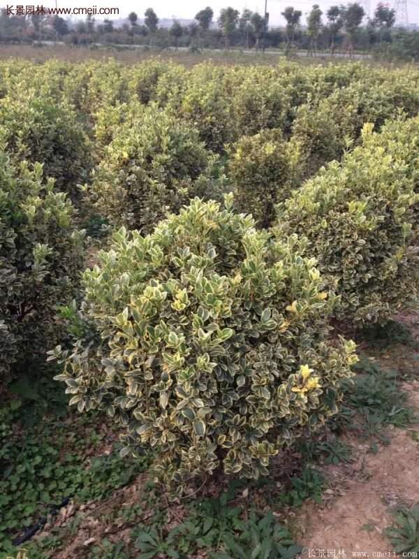 金邊黃楊的產地 金邊黃楊的產地