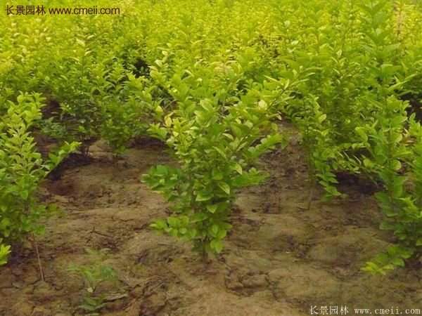 沭陽基地的金葉女貞 沭陽基地的金葉女貞