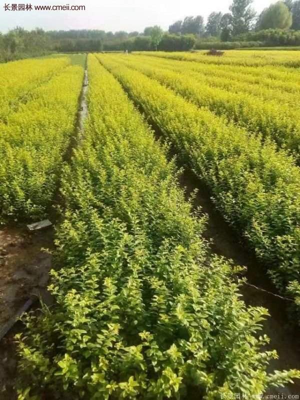 沭陽(yáng)金葉女貞 沭陽(yáng)金葉女貞