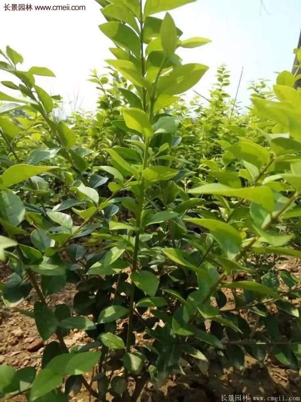 沭陽基地的金葉女貞 沭陽基地的金葉女貞