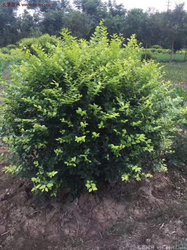 沭陽基地的金葉女貞 沭陽基地的金葉女貞