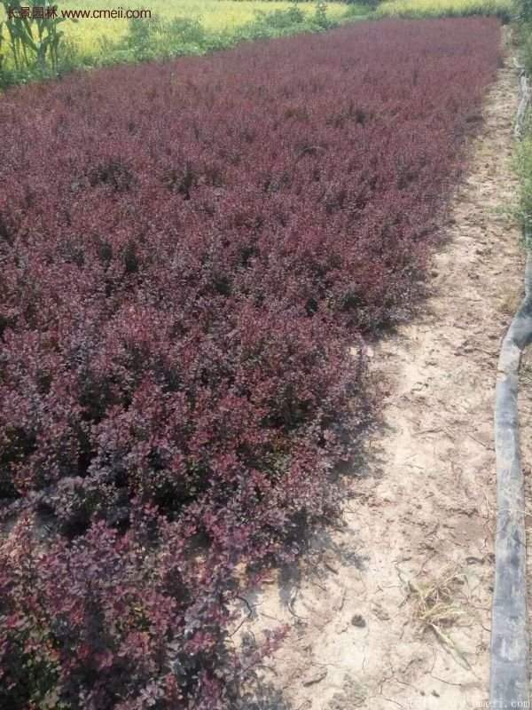 紅葉小檗基地 紅葉小檗基地