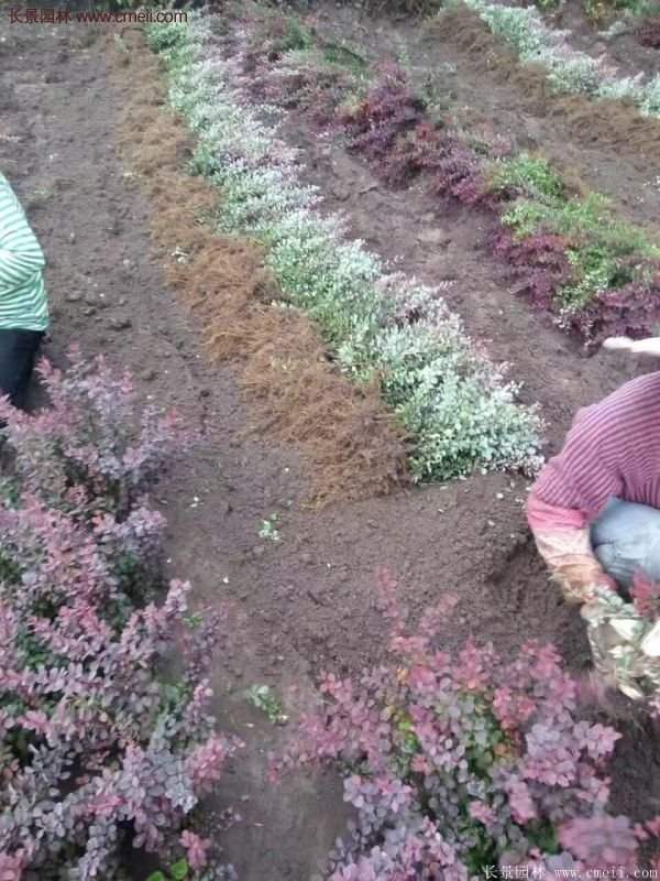紅葉小檗基地 紅葉小檗基地