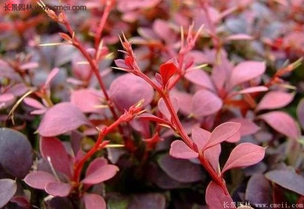 沭陽(yáng)基地的紅葉小檗苗、紅葉小檗球 沭陽(yáng)基地的紅葉小檗苗、紅葉小檗球