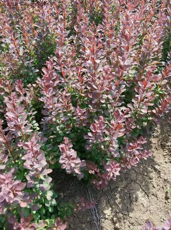 沭陽(yáng)基地的紅葉小檗苗、紅葉小檗球