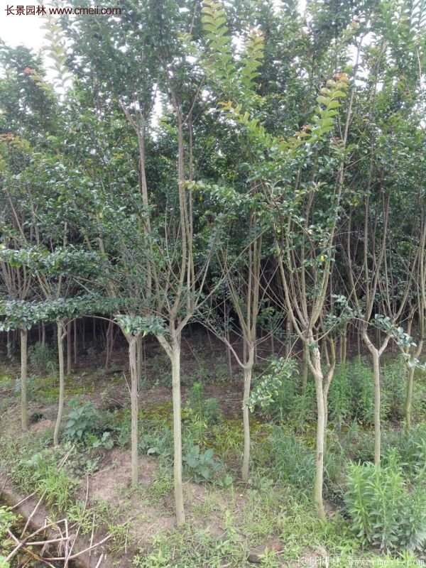 紫薇樹多少錢一棵？