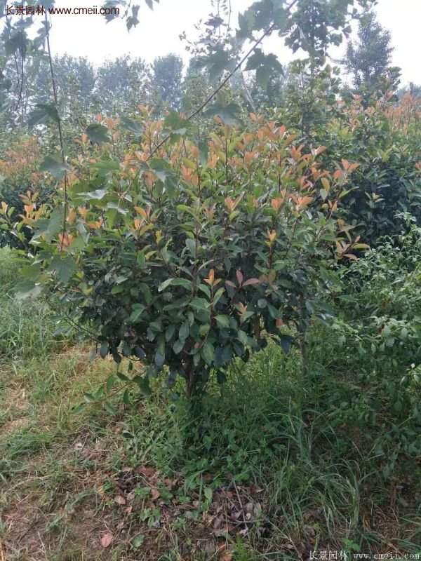 紅葉石楠基地 紅葉石楠基地