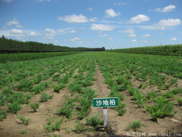 沙地柏-長景園林