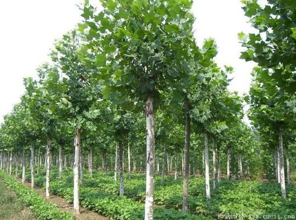 梧桐樹圖片梧桐樹苗木基地實拍 梧桐樹圖片梧桐樹苗木基地實拍