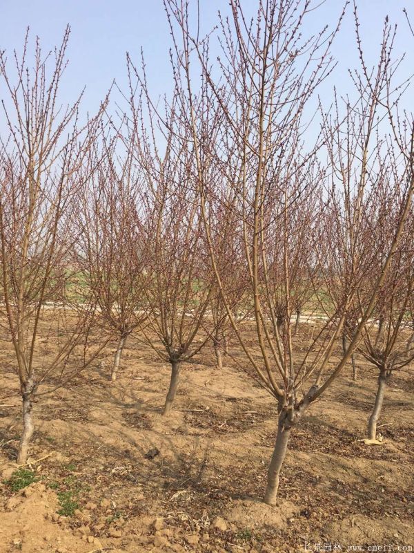 紅葉碧桃圖片紅葉碧桃基地實拍 紅葉碧桃圖片紅葉碧桃基地實拍