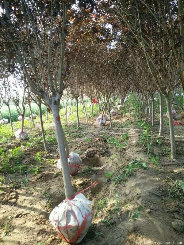 紅葉碧桃圖片紅葉碧桃基地實拍 紅葉碧桃圖片紅葉碧桃基地實拍