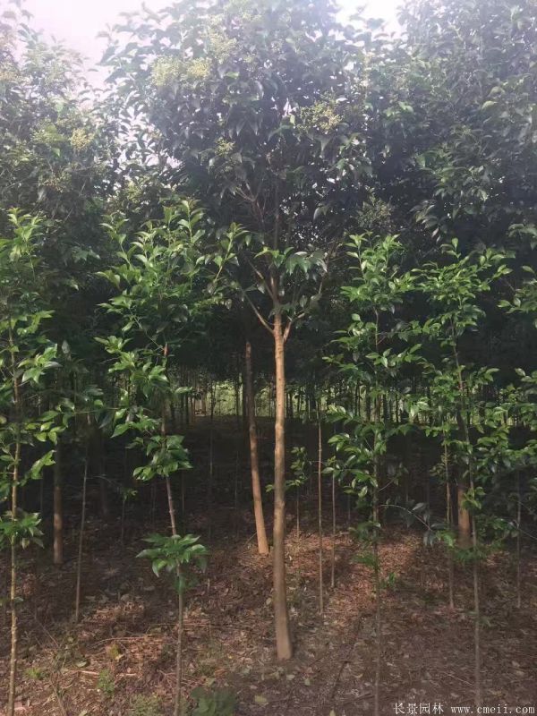 大葉女貞圖片大葉女貞基地實拍 大葉女貞圖片大葉女貞基地實拍