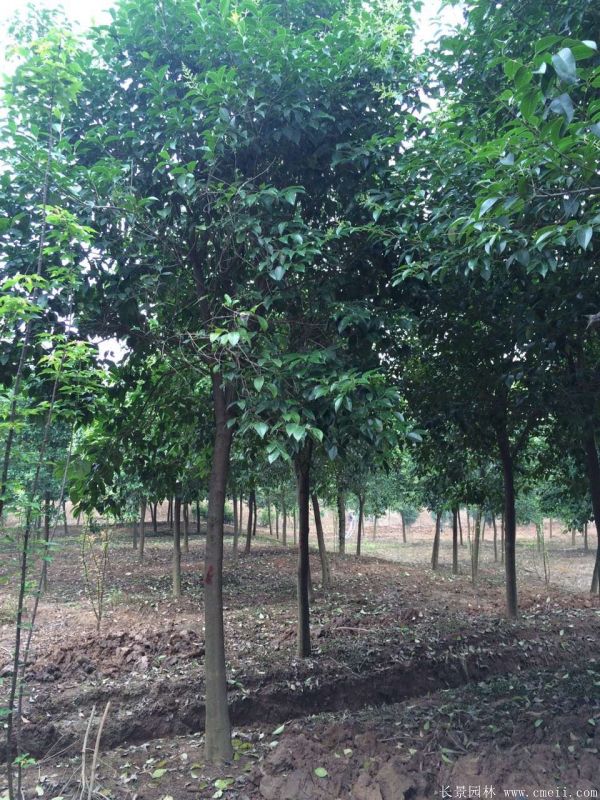 大葉女貞圖片大葉女貞基地實拍 大葉女貞圖片大葉女貞基地實拍