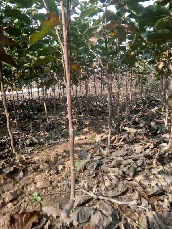 白玉蘭圖片白玉蘭基地實拍 白玉蘭圖片白玉蘭基地實拍