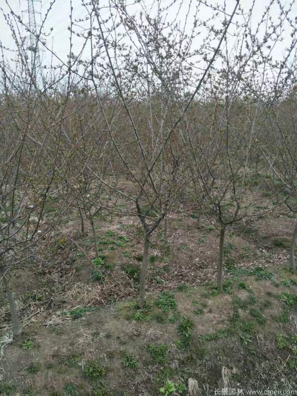 垂絲海棠圖片基地實拍 垂絲海棠圖片基地實拍