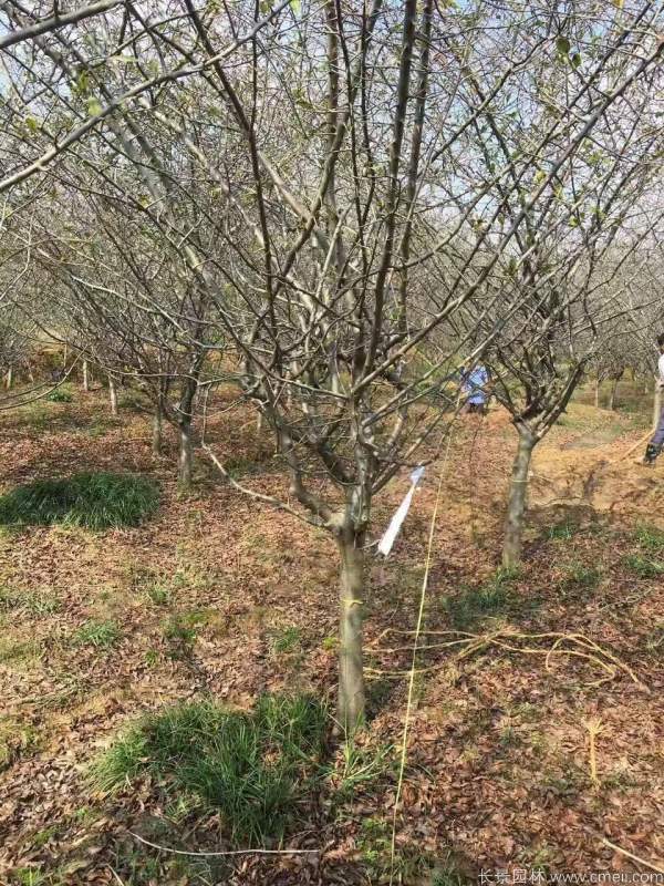 垂絲海棠圖片基地實拍 垂絲海棠圖片基地實拍