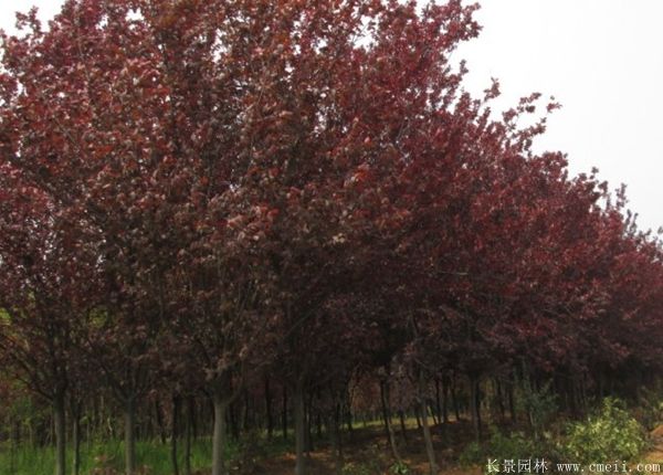 紅葉李圖片基地實(shí)拍 紅葉李圖片基地實(shí)拍