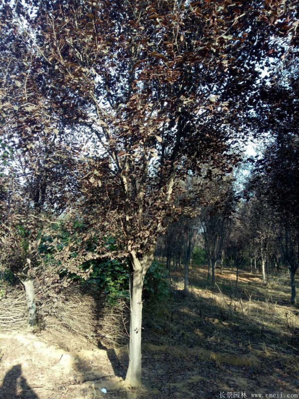 紅葉李圖片基地實(shí)拍 紅葉李圖片基地實(shí)拍