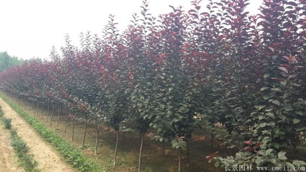 紅葉李圖片基地實(shí)拍 紅葉李圖片基地實(shí)拍