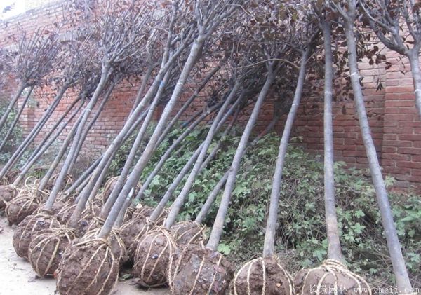 紅葉李圖片基地實(shí)拍 紅葉李圖片基地實(shí)拍