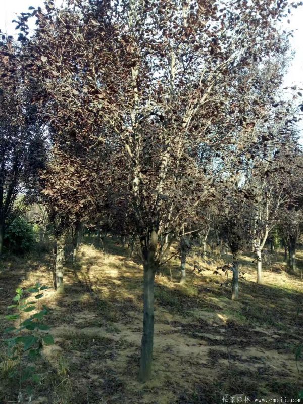 紅葉李圖片基地實(shí)拍 紅葉李圖片基地實(shí)拍