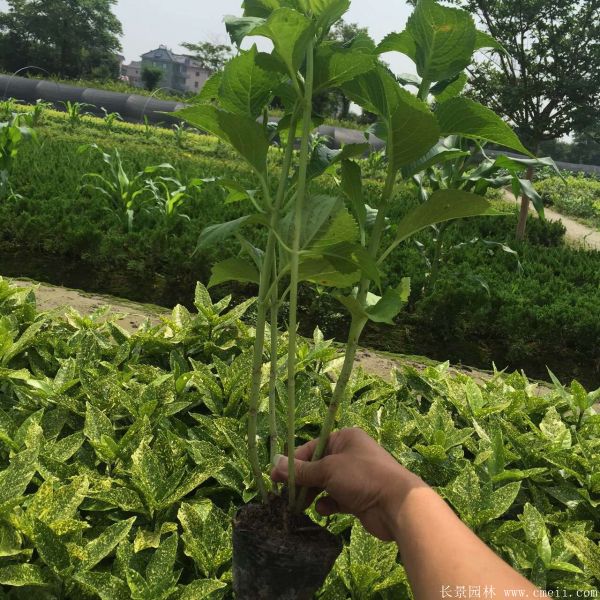 八仙花圖片基地實拍 八仙花圖片基地實拍