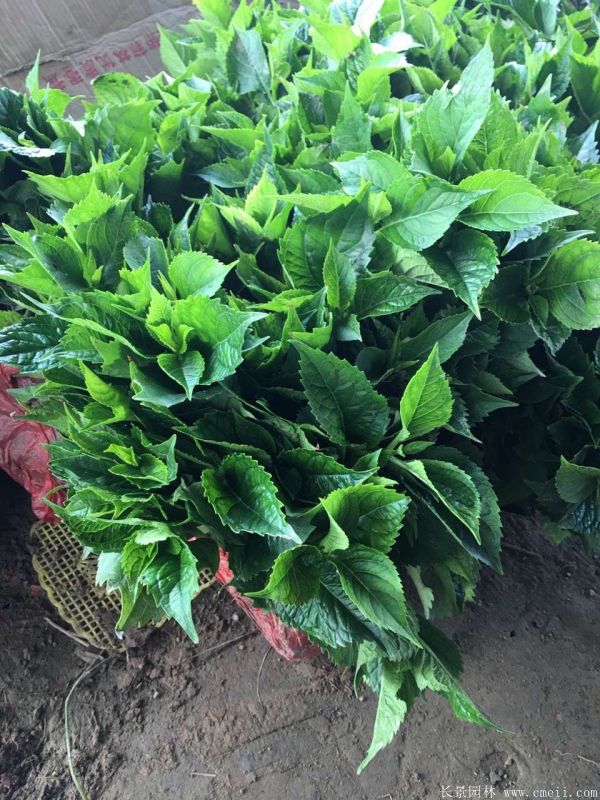 八仙花圖片基地實拍 八仙花圖片基地實拍