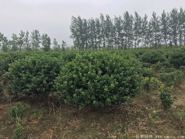 枸骨球圖片基地實拍 枸骨球圖片基地實拍