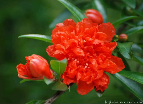 花石榴圖片基地實(shí)拍 花石榴圖片基地實(shí)拍