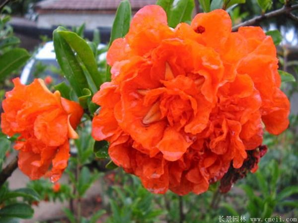 花石榴圖片基地實(shí)拍 花石榴圖片基地實(shí)拍