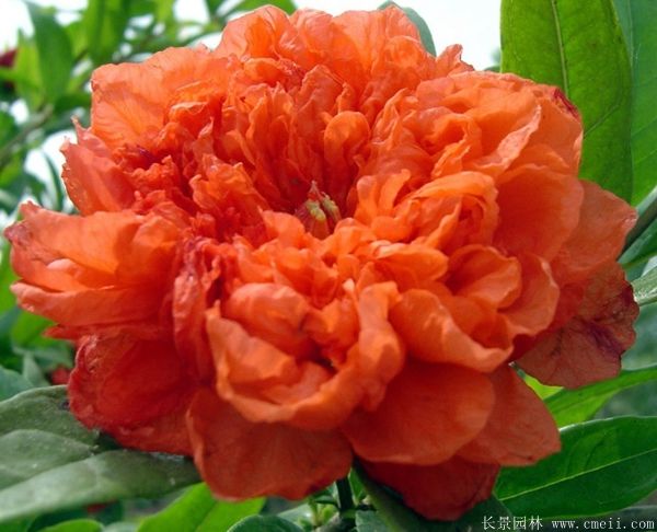 花石榴圖片基地實(shí)拍 花石榴圖片基地實(shí)拍