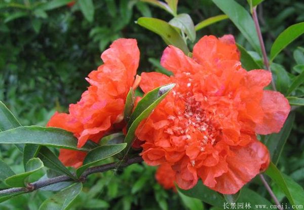 花石榴圖片基地實(shí)拍 花石榴圖片基地實(shí)拍