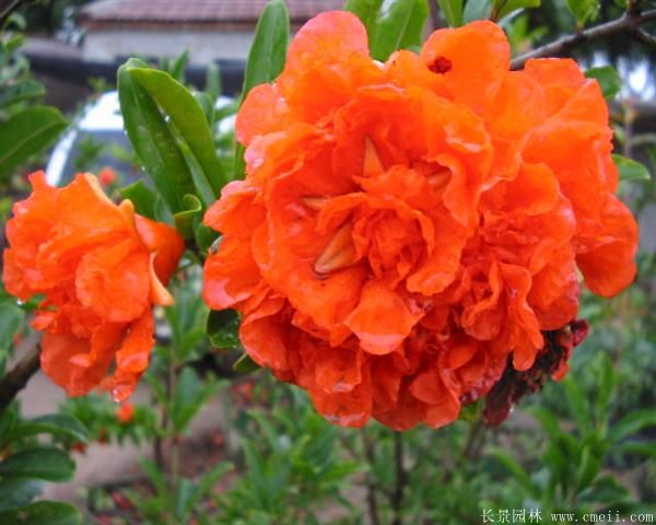 花石榴圖片基地實(shí)拍 花石榴圖片基地實(shí)拍