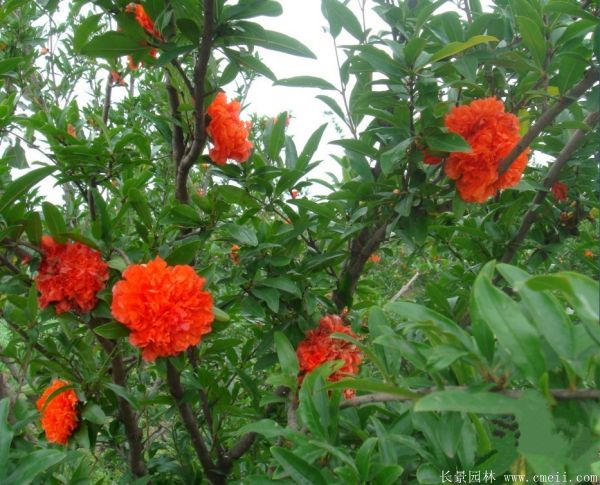 花石榴圖片基地實拍 花石榴圖片基地實拍