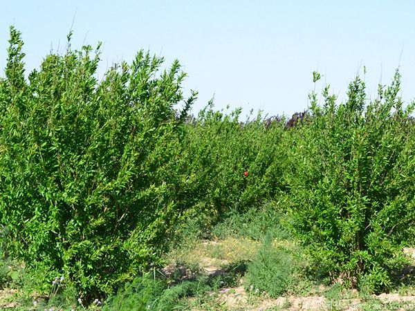花石榴圖片基地實拍 花石榴圖片基地實拍