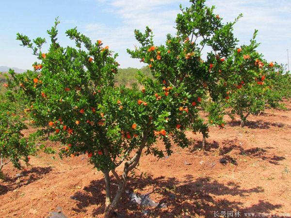 花石榴圖片基地實拍 花石榴圖片基地實拍