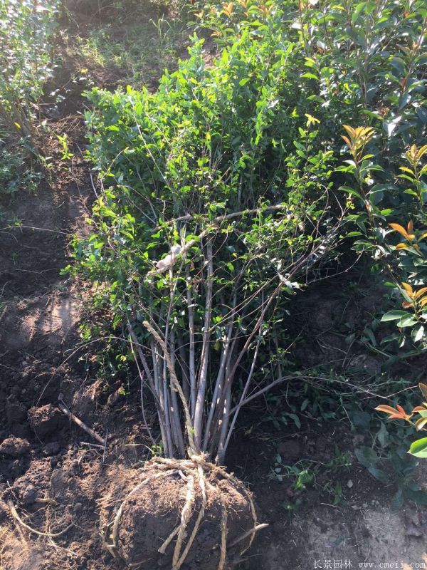 花石榴圖片基地實拍 花石榴圖片基地實拍